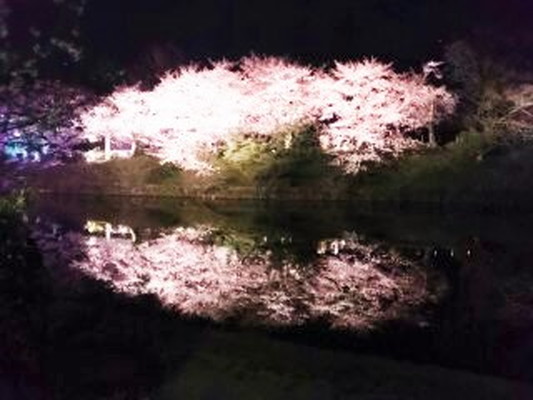 福岡城　桜　Fukuoka-jo Castle cherry tree