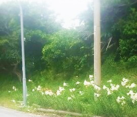 渡嘉敷島道中にあるユリ　Tokashiki Island Lily in the journey