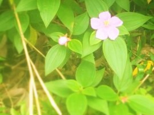 渡嘉敷島の花