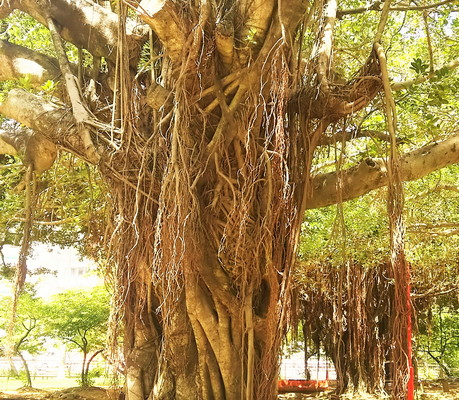 ガジュマルの木　Tree of banyan tree