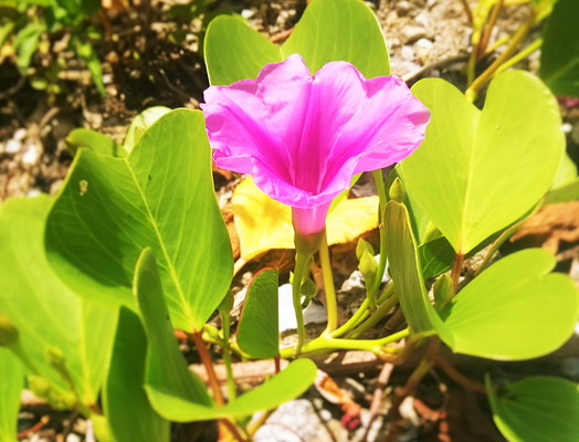 沖縄の花　Flower of Okinawa