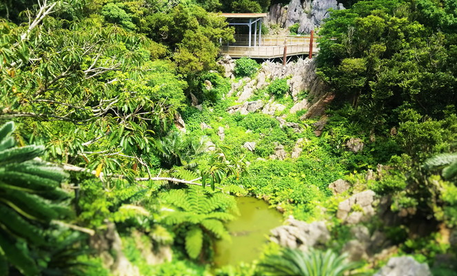大石林山　沖縄の自然　Nature of Okinawa