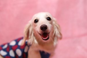 Miniature dachshund in pink background