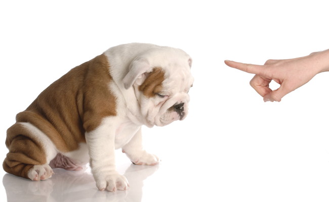 bad dog - persons hand wagging finger at nine week old english bulldog puppy