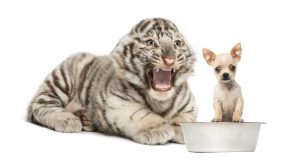 White tiger cub screaming at a Chihuahua puppy, isolated on white